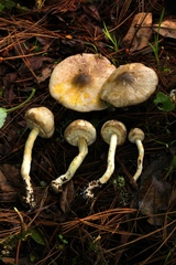Agaricus pocillator