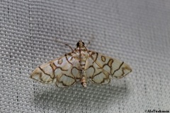 Pseudopyrausta acutangulalis