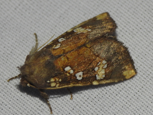 Water-hemlock Borer Moth photo 4
