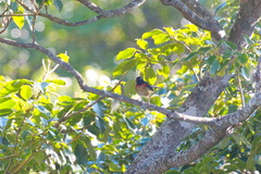 Tarsiger johnstoniae