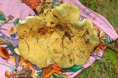Albatrellaceae