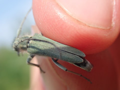 Phytoecia caerulescens