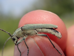 Phytoecia caerulescens