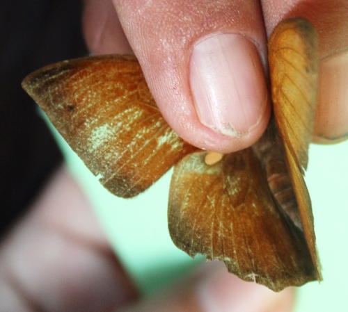 Narope testacea