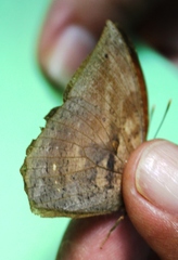 Narope testacea