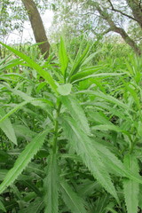 Jacobaea paludosa paludosa