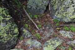 Sempervivum caucasicum