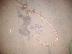 Oligodon octolineatus