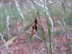 Tanyptera atrata
