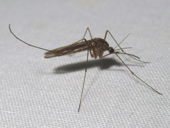 Culiseta inornata