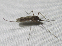 Culiseta inornata