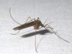 Culiseta inornata