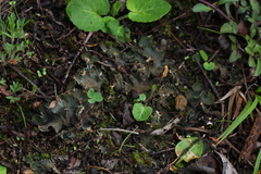 Peltigera fibrilloides