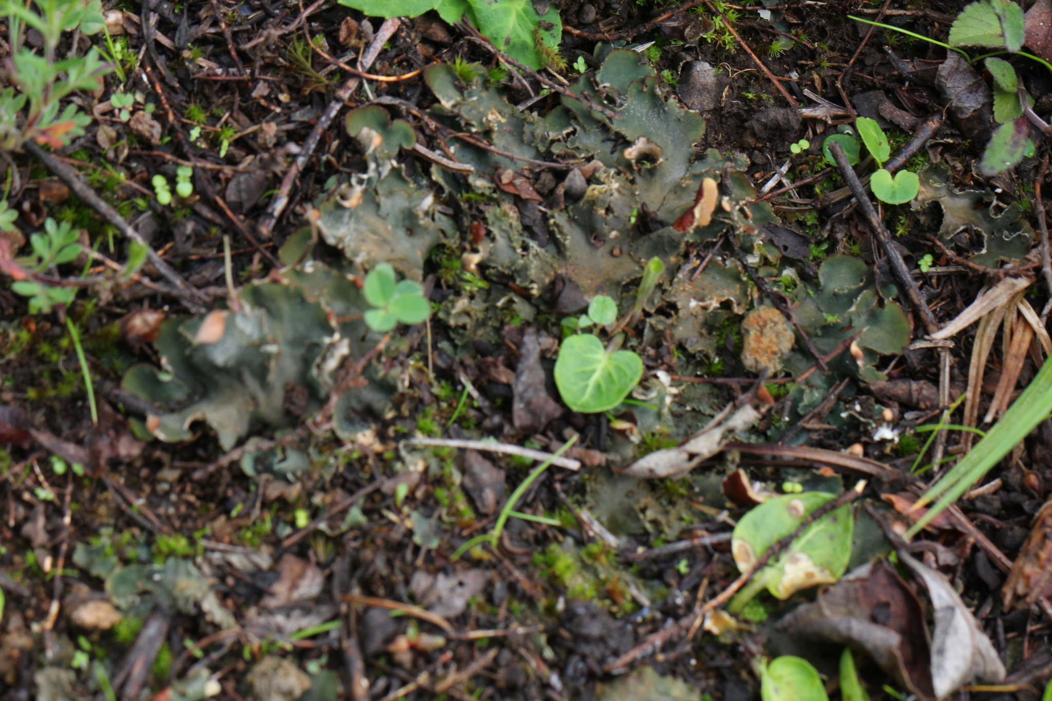 Peltigera fibrilloides image