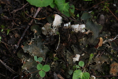 Peltigera fibrilloides