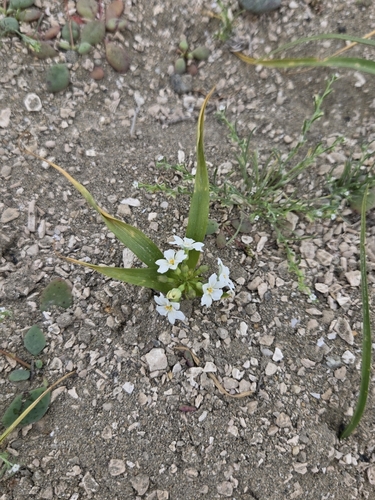 Zephyra compacta (Zephyra compacta)