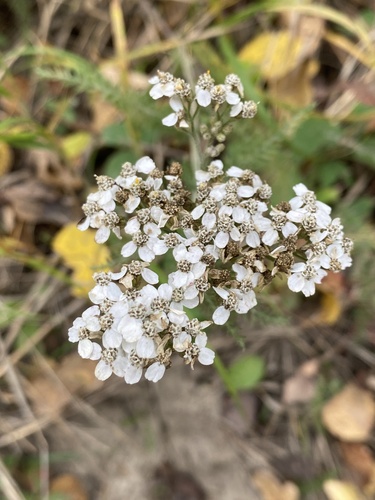 common yarrow