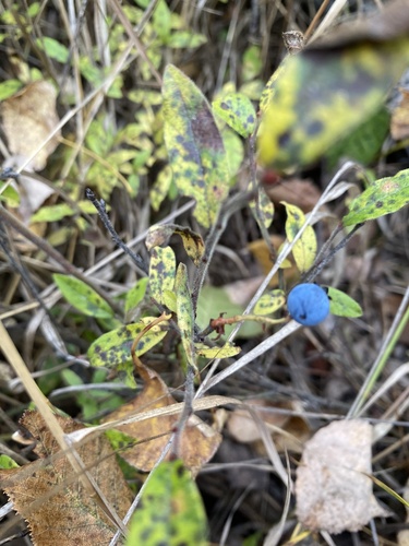 velvetleaf blueberry