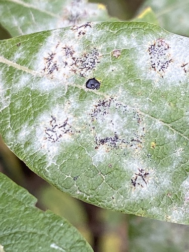 sallow mildew