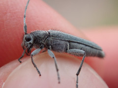 Phytoecia caerulescens