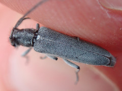 Phytoecia caerulescens