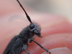 Phytoecia caerulescens