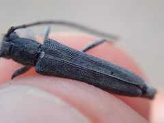 Phytoecia caerulescens