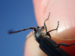 Phytoecia caerulescens