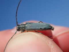 Phytoecia caerulescens