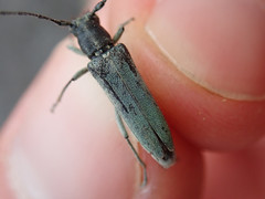 Phytoecia caerulescens