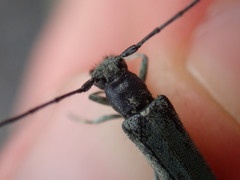 Phytoecia caerulescens