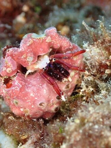 Calcinus hazletti observed 2025-06-16