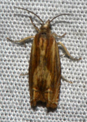 Eucosma radiatana
