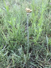 Pseudognaphalium oligandrum