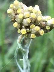 Pseudognaphalium oligandrum