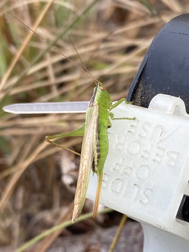 Slender Meadow Katydid