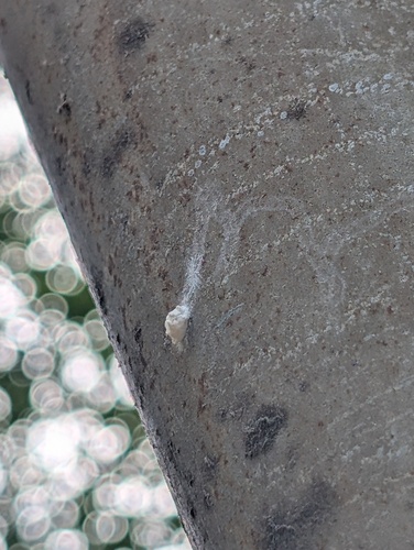 Planthopper Parasite Moth photo 4