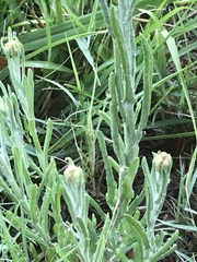 Pseudognaphalium oligandrum