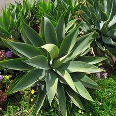 Agave attenuata