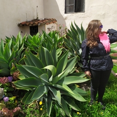 Agave attenuata