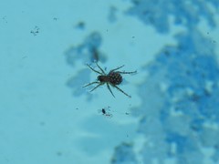Paratrochosina amica