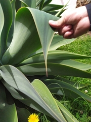 Agave attenuata