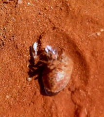 Dinidoridae