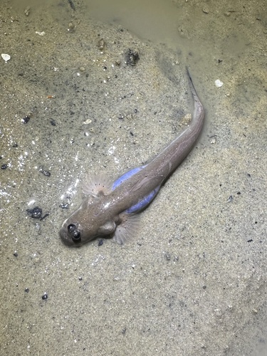 Walking goby (Scartelaos histophorus) — Gobiidae