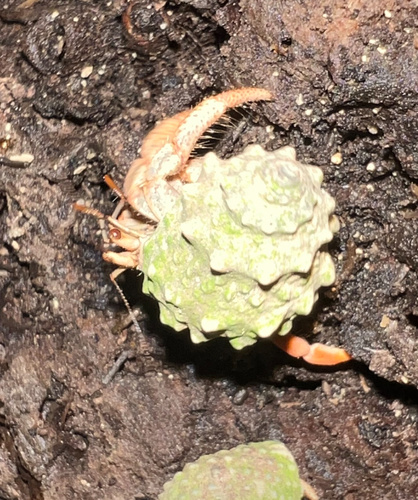 Echininus nodulosus, 2024-12-30