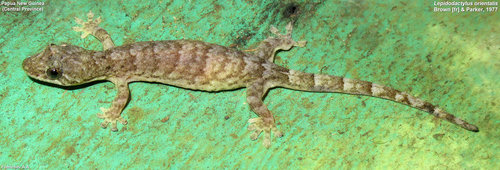 Oriental Scaly-toed Gecko, Lepidodactylus orientalis