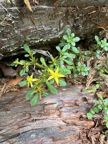 Sedum erythrospermum observed 2025-09-07
