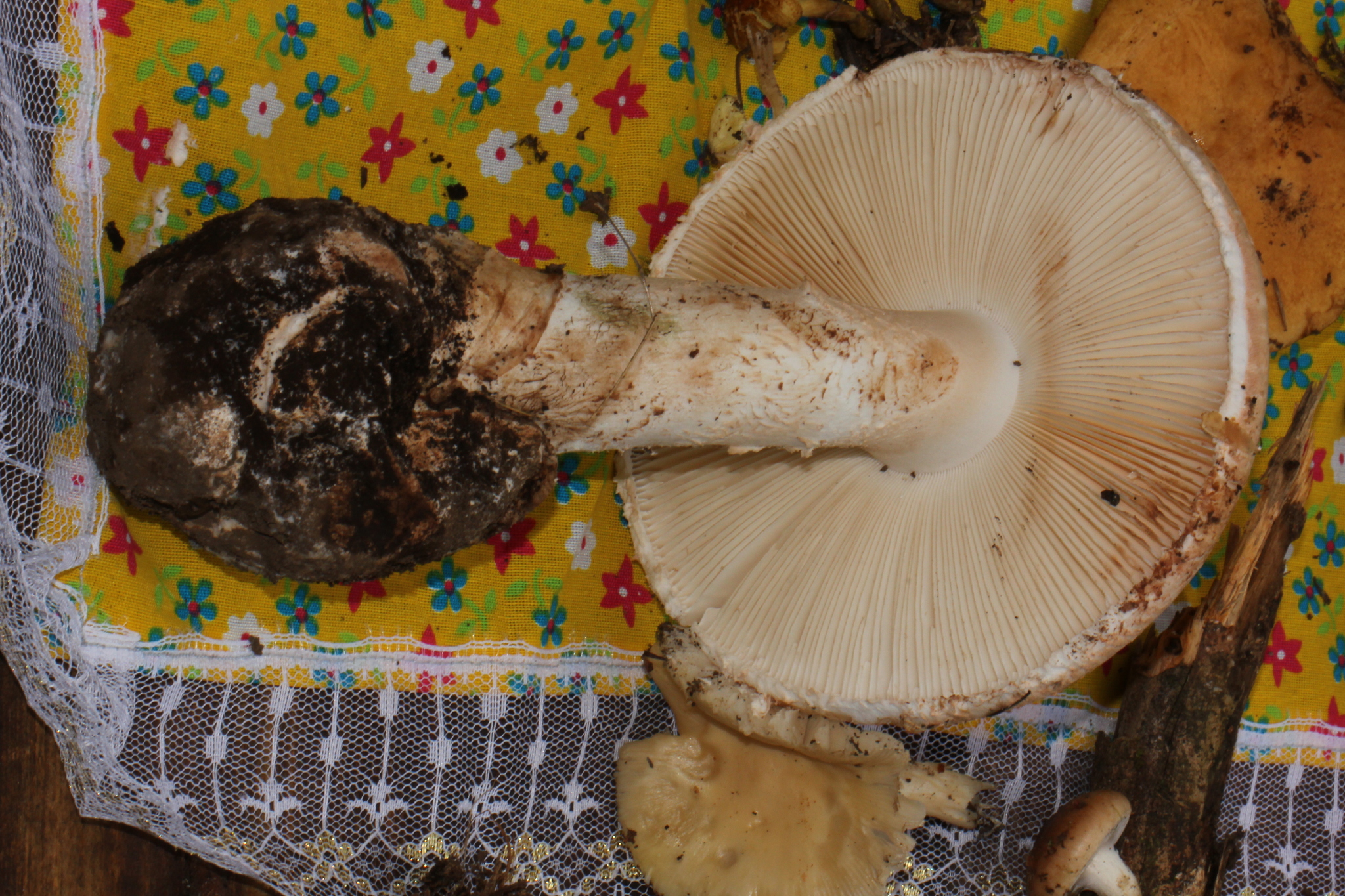 Amanita fallax image