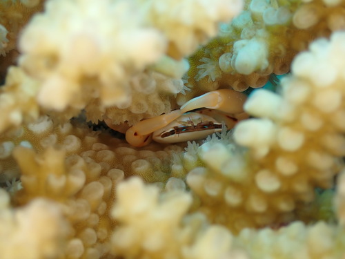 Tetralia ocucaerulea observed 2025-06-16