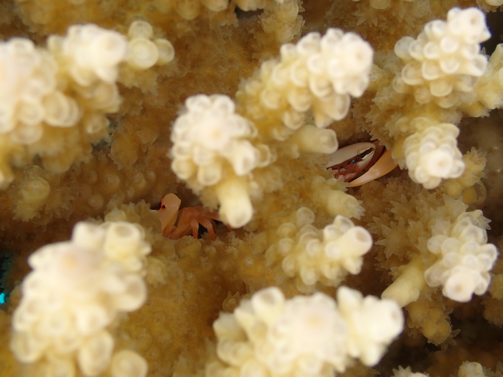 Tetralia ocucaerulea